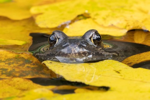 Common frog (Rana temporaria) adult amphibian in a garden pond with fallen autumn leaves on the