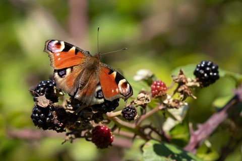 Peacock butterfly (Aglais io) adult insect feeding on blackberries fruit in summer, England, United