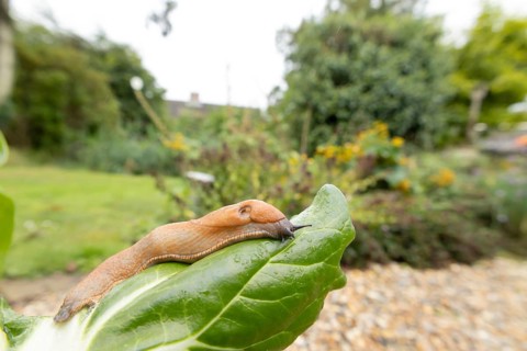 Red slug (Arion rufus) adult mollusc on a Swiss chard leaf in a garden vegetable patch, Suffolk,