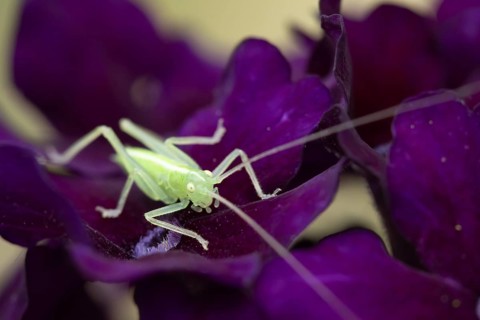 Oak bush cricket (Meconema thalassinum) juvenile baby insect on a garden flower, England, United