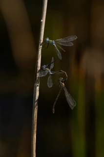 Emerald damselfly (Lestes sponsa) three adults insects mating on a reed stem, England, United