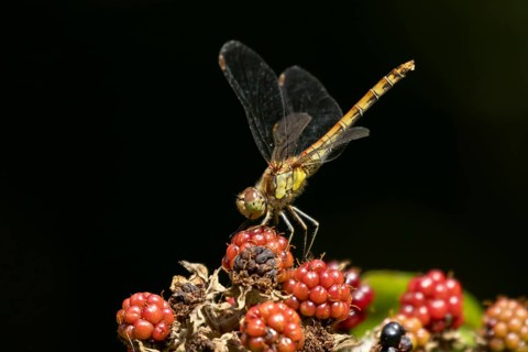 Common darter dragonfly (Sympetrum striolatum) adult insect resting on blackberries fruit in