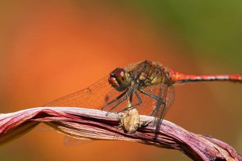 Ruddy darter dragonfly (Sympetrum sanguineum) adult insect resting on a lily flower in summer,