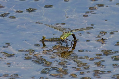 Emperor dragonfly (Anax imperator) adult female insect laying eggs in a pond in summer, England,