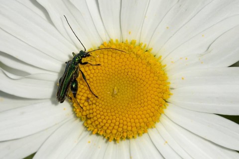 Thick-legged flower beetle (Oedemera nobilis) adult insect on an Oxeye daisy flower in summer,