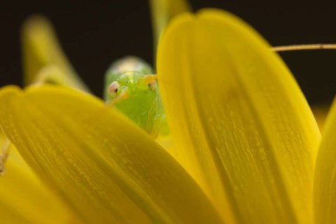 Oak bush cricket (Meconema thalassinum) adult insect on a garden yellow flower, England, United