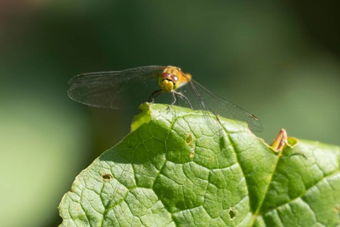 Ruddy darter dragonfly (Sympetrum sanguineum) adult insect resting on a plant leaf in summer,