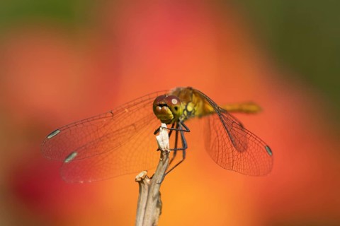 Ruddy darter dragonfly (Sympetrum sanguineum) adult insect resting on a plant stem in summer,