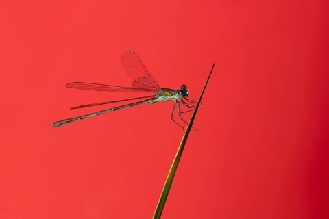 Emerald damselfly (Lestes sponsa) adult insect resting on a pond reed stem in summer, England,