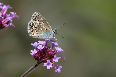 Common blue butterfly (Polyommatus icarus) adult insect feeding on a garden Verbena flower,