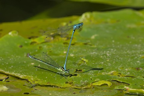 Common blue damselfly (Enallagma cyathigerum) two adult insects mating on a pond lily leaf in