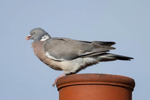 Wood pigeon (Columba palumbus) adult bird on an urban house chimney pot, England, United Kingdom