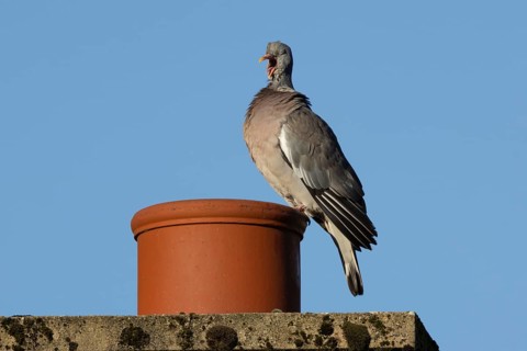 Wood pigeon (Columba palumbus) adult bird yawning on an urban house chimney pot, England, United