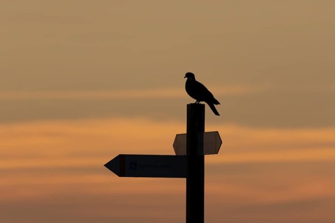 Wood pigeon (Columba palumbus) silhouette of an adult bird on a signpost at sunset, England, United