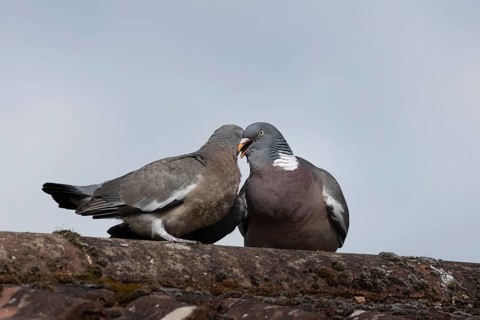 Wood pigeon (Columba palumbus) two birds with a juvenile squab bird being fed by an adult parent