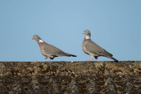 Wood pigeon (Columba palumbus) two adult birds on an urban house rooftop, England, United Kingdom
