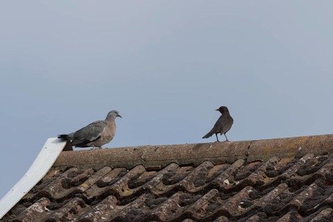 Wood pigeon (Columba palumbus) juvenile squab bird on an urban house rooftop with a Blackbird,