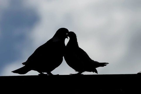 Wood pigeon (Columba palumbus) silhouette of two birds with a juvenile squab bird being fed by an
