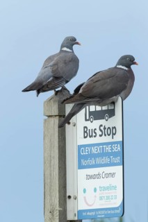 Wood pigeon (Columba palumbus) two adult birds on a bus stop sign at the Norfolk wildlife trust