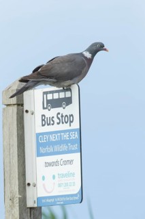 Wood pigeon (Columba palumbus) adult bird on a bus stop sign at the Norfolk wildlife trust site of