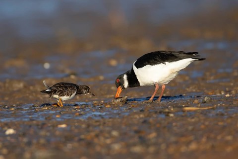 Eurasian oystercatcher (Haematopus ostralegus) adult wading bird feeding on a mussel shell on a