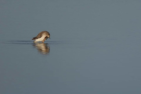 Ruff (Philomachus pugnax) adult wading bird preening in a shallow lagoon, England, United Kingdom