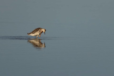 Ruff (Philomachus pugnax) adult bird preening in a shallow lagoon, England, United Kingdom