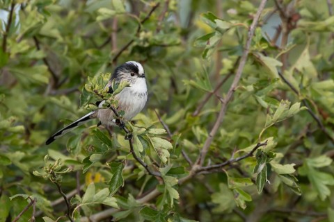 Long tailed tit (Aegithalos caudatus) adult bird in a hedgerow, England, United Kingdom