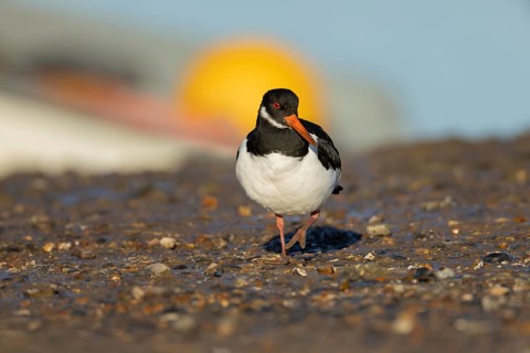 Eurasian oystercatcher (Haematopus ostralegus) adult wading bird on a beach, England, United