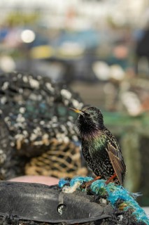 European starling (Sturnus vulgaris) adult bird singing from a harbour lobster pot, England, United
