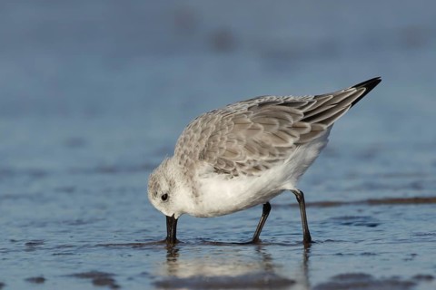 Sanderling (Calidris alba) adult bird in winter plumage feeding in the surf of the sea on a beach,