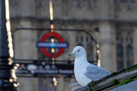 Herring gull (Larus argentatus) adult bird outside Westminster underground station, London,