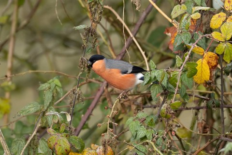 Eurasian bullfinch (Pyrrhula pyrrhula) adult male bird feeding on nettle seeds in a hedgerow in