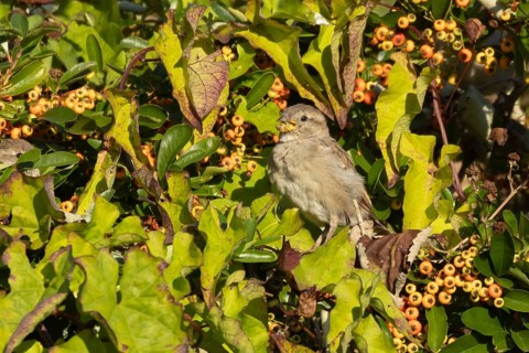 House sparrow (Passer domesticus) adult female bird feeding in a garden Pyracantha bush, England,