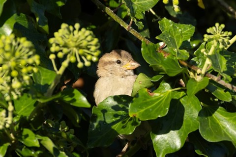 House sparrow (Passer domesticus) adult female bird in an Ivy tree hedgerow, England, United