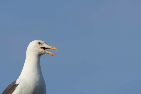 Herring gull (Larus argentatus) adult bird calling, England, United Kingdom