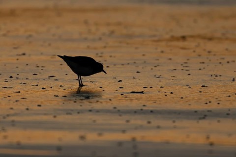Grey plover (Pluvialis squatarola) adult wading bird on a beach at sunset, Norfolk, England, United