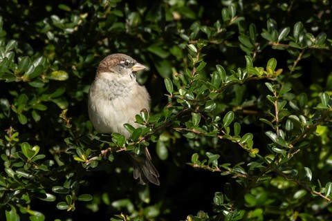 House sparrow (Passer domesticus) adult male bird in a hedgerow, England, United Kingdom