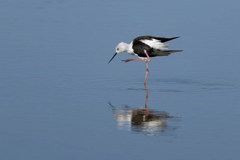 Black winged stilt (Himantopus himantopus) adult bird preening in a shallow lagoon, England, United