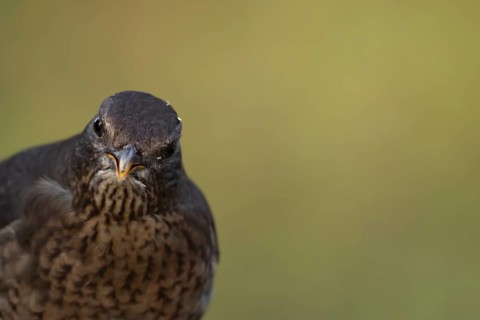 Eurasian blackbird (Turdus merula) adult female bird head portrait, England, United Kingdom
