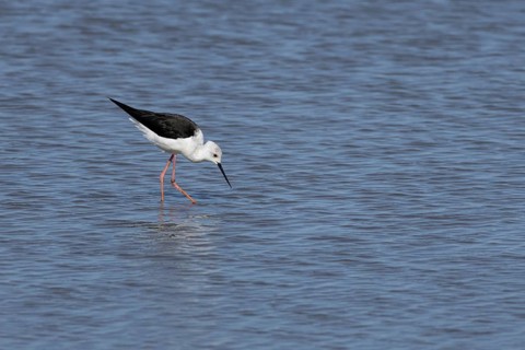 Black winged stilt (Himantopus himantopus) adult bird in a shallow lagoon, England, United Kingdom