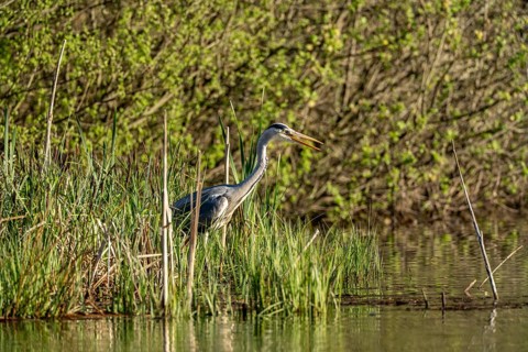 Grey heron (Ardea cinerea), standing by the water while hunting, Vulkaneifel, Rhineland-Palatinate,