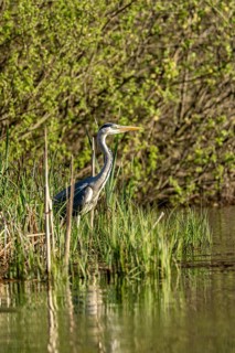 Grey heron (Ardea cinerea), standing by the water while hunting, Vulkaneifel, Rhineland-Palatinate,