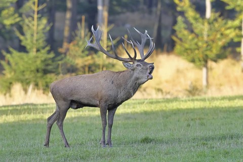 Red deer (Cervus elaphus) in rutting season, capital stag, twenty hinds, roaring in a forest