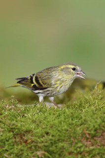 Siskin (Carduelis spinus), female sitting on moss, mossy ground, Wilnsdorf, North Rhine-Westphalia,