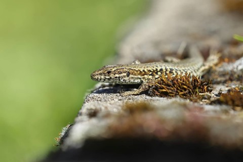 Wall lizard (Podarcis muralis), European wall lizard, in a vineyard, portrait, reptiles, animals,