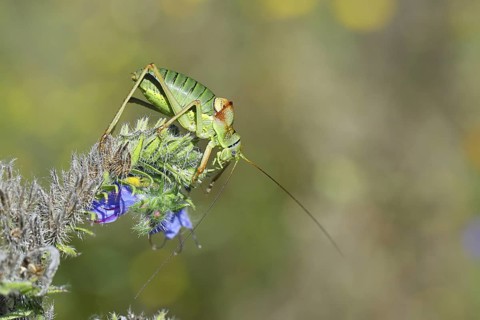 Steppe saddle grasshopper, steppe saddle grasshopper (Ephippiger ephippiger), male, on Viper's