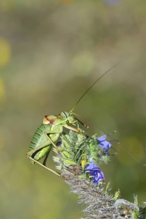 Steppe saddle grasshopper, steppe saddle grasshopper (Ephippiger ephippiger), male, on Viper's
