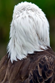 Bald eagle, Haliaeetus leucocephalus, Eagle perched, Head seen from behind, Close-up, Province of