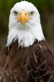 Bald eagle, Haliaeetus leucocephalus, Eagle perched and watching, Look straight ahead, Portrait,